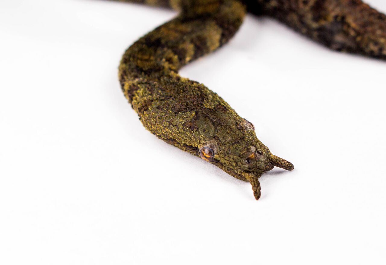 Tentacled snake